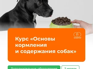 Курс Основы кормления и содержания собак. 2 недели